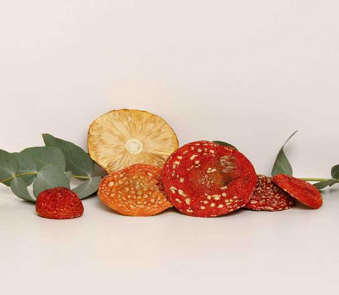 Amanita muscaria grade A